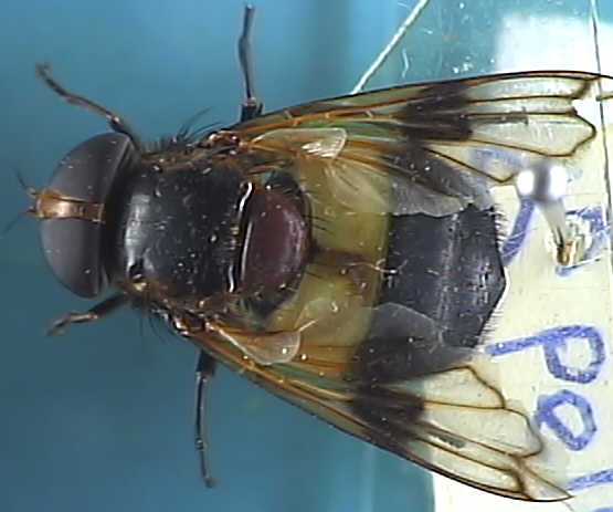 Volucella pellucens